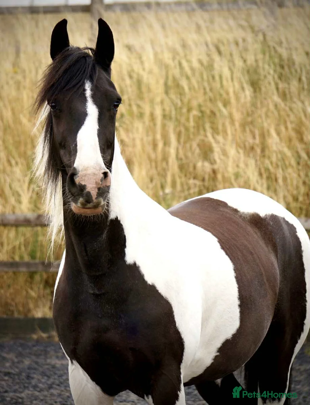 Other Breed horses for sale: Lady athena - Advert 2