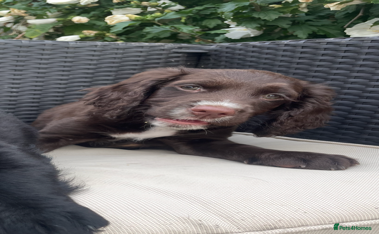 Cocker Spaniel dogs - Advert 9