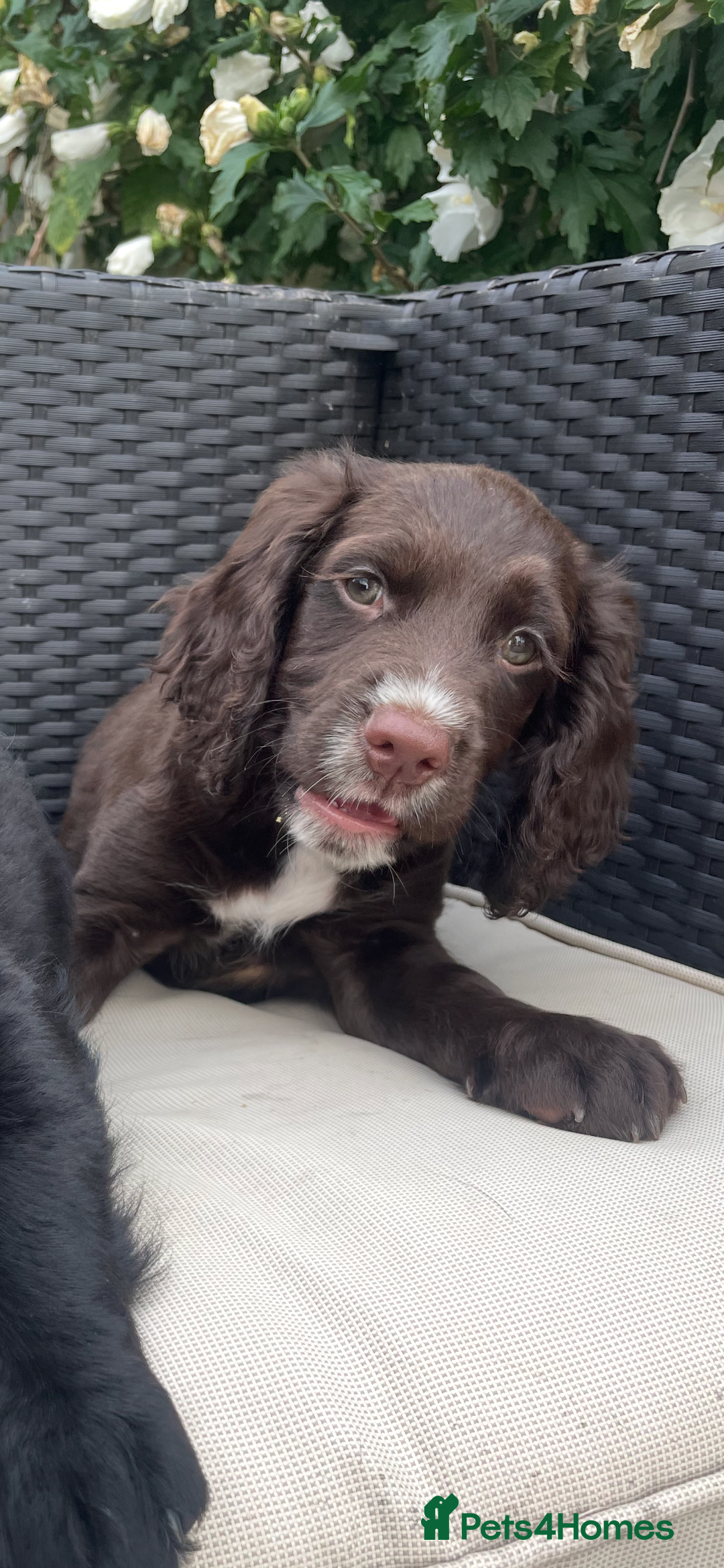 Cocker Spaniel dogs for sale: Last chocolate working cocker spaniel puppy  - Image 2