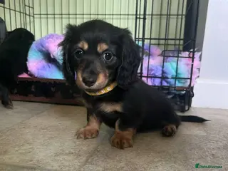 Miniature Dachshund dogs (ONLY 1 LEFT) Adorable Miniature Dachshund Puppies - Advert 8