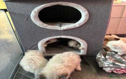 Ragdoll cats for sale: Pedigree Ragdoll babies - Advert 17