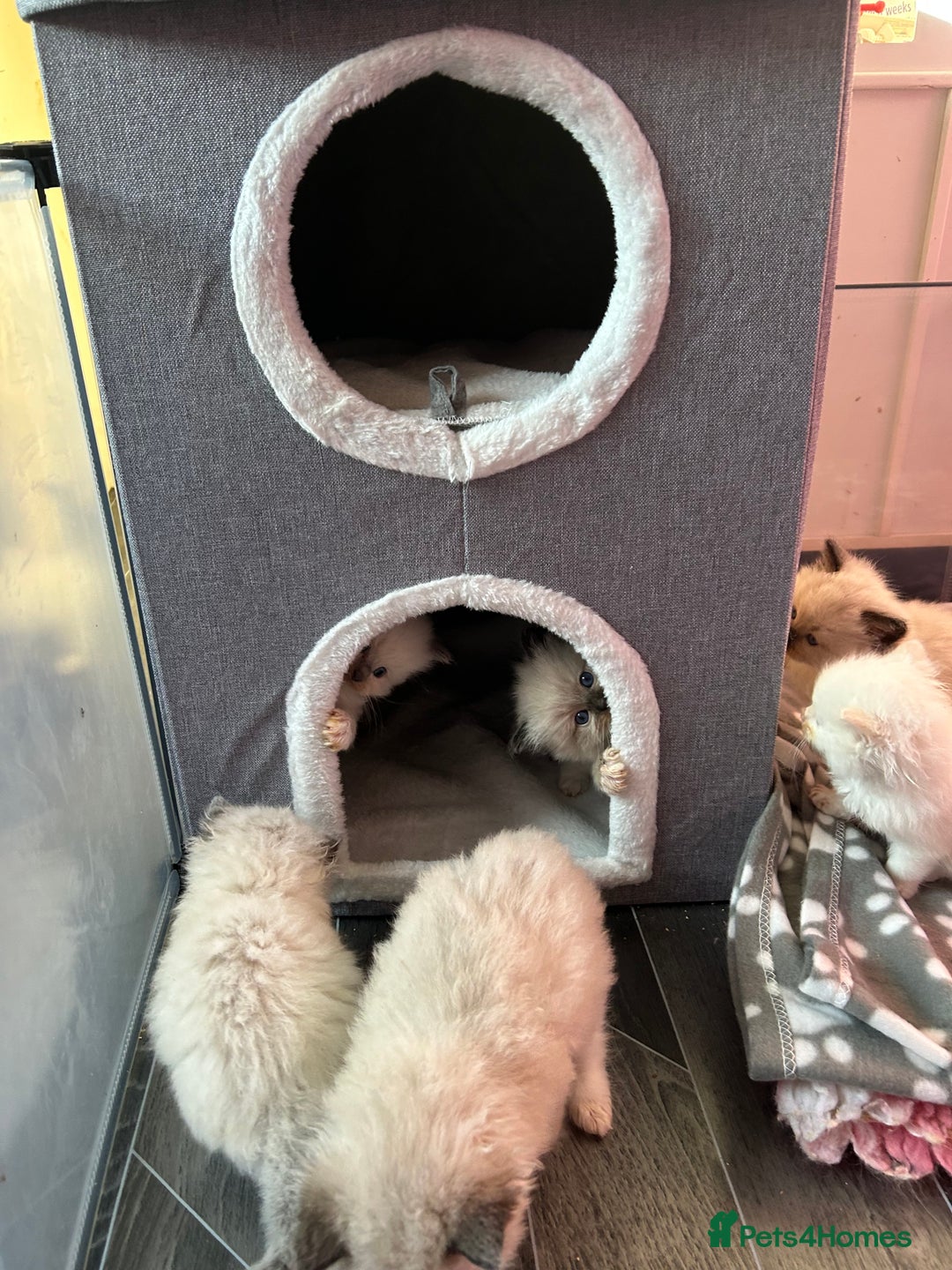 Ragdoll cats for sale: Pedigree Ragdoll babies - Advert 17