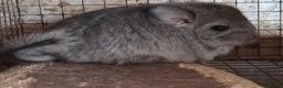 Chinchilla rodents for sale: Chinchillas  - Advert 3