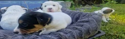 Mixed Breed dogs for sale: Parson Jack Russel Puppies For Sale in Llanfechain - Advert 3
