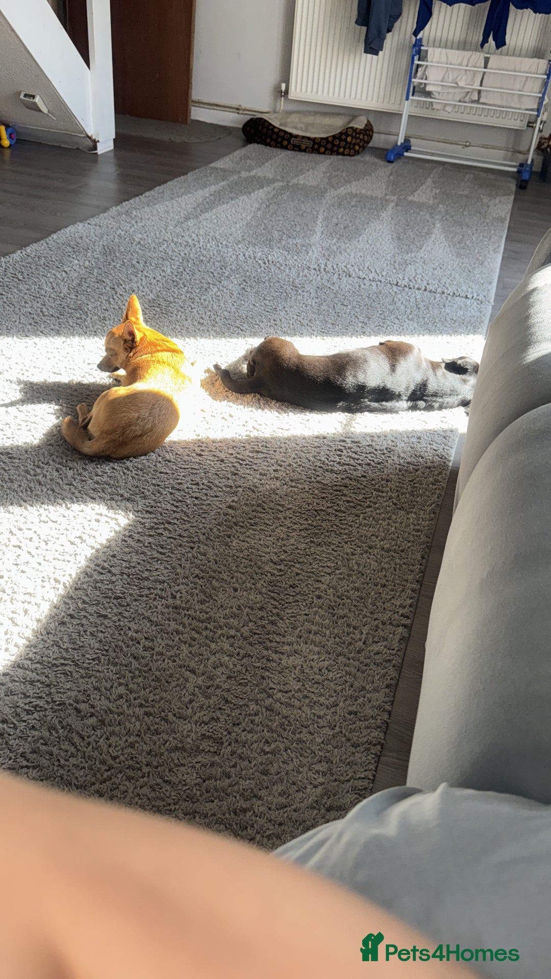 Mixed Breed dogs for sale: Both for rehoming - Advert 9