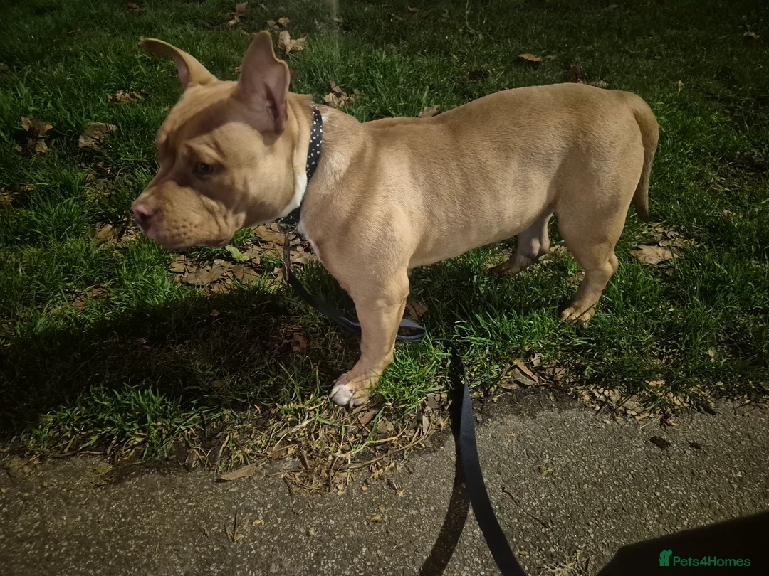 American Bulldog dogs for sale: Sugar Cane - Advert 3