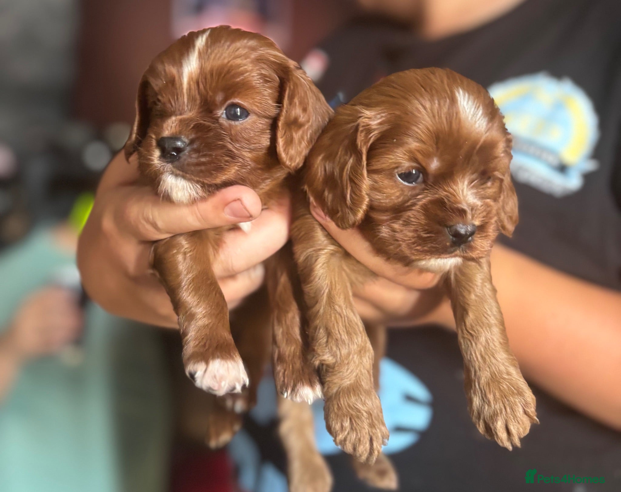 Cavapoo dogs 3 red males available  - Advert 10