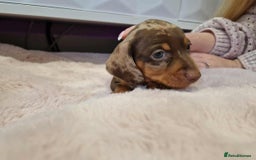 Miniature Dachshund dogs for sale: Only 4 left! Adorable Mini Dachshund Puppies 🐾🐶 - Image 12