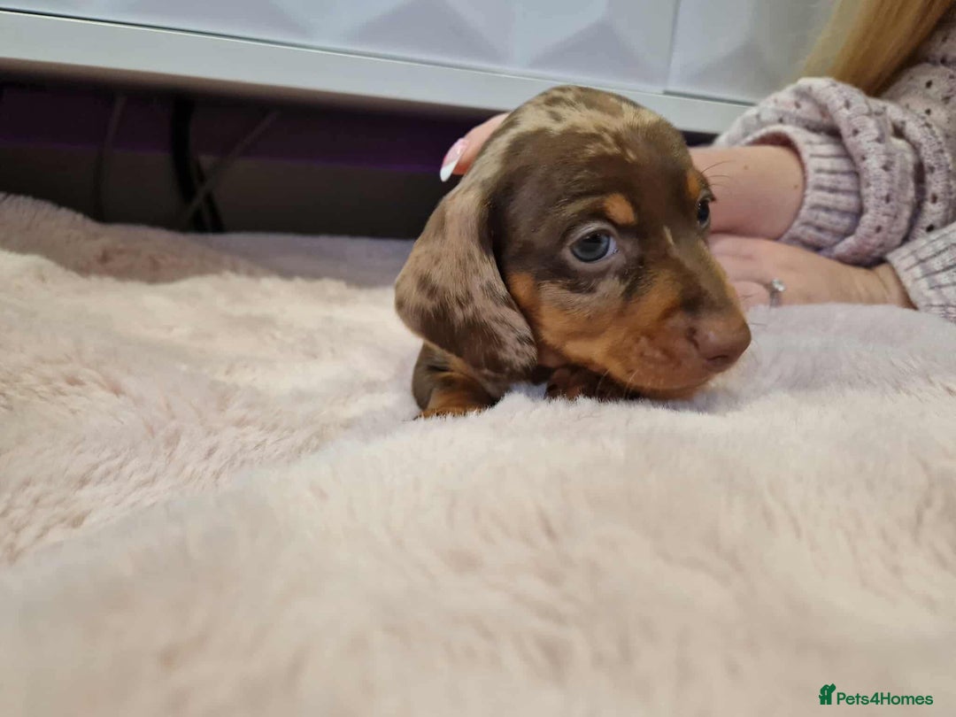 Miniature Dachshund dogs for sale: Only 4 left! Adorable Mini Dachshund Puppies 🐾🐶 - Image 12