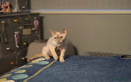 Devon Rex cats for sale: Colourpoint Devon Rex adult female - Image 3