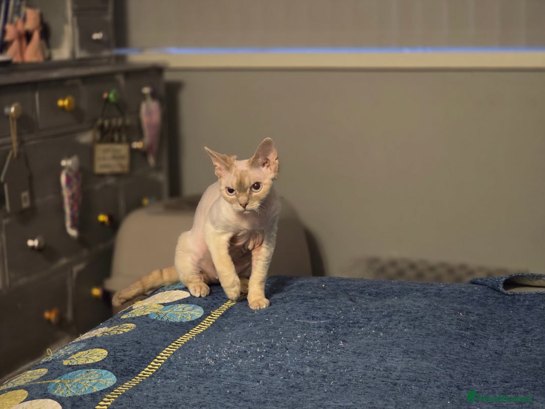 Devon Rex cats for sale: Colourpoint Devon Rex adult female - Image 3