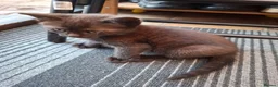 Mixed Breed cats for sale: MS BOGDANOVA  - Advert 6