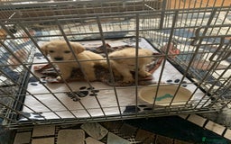 Golden Retriever dogs for sale: Golden Retrievers puppy for sale - Image 1