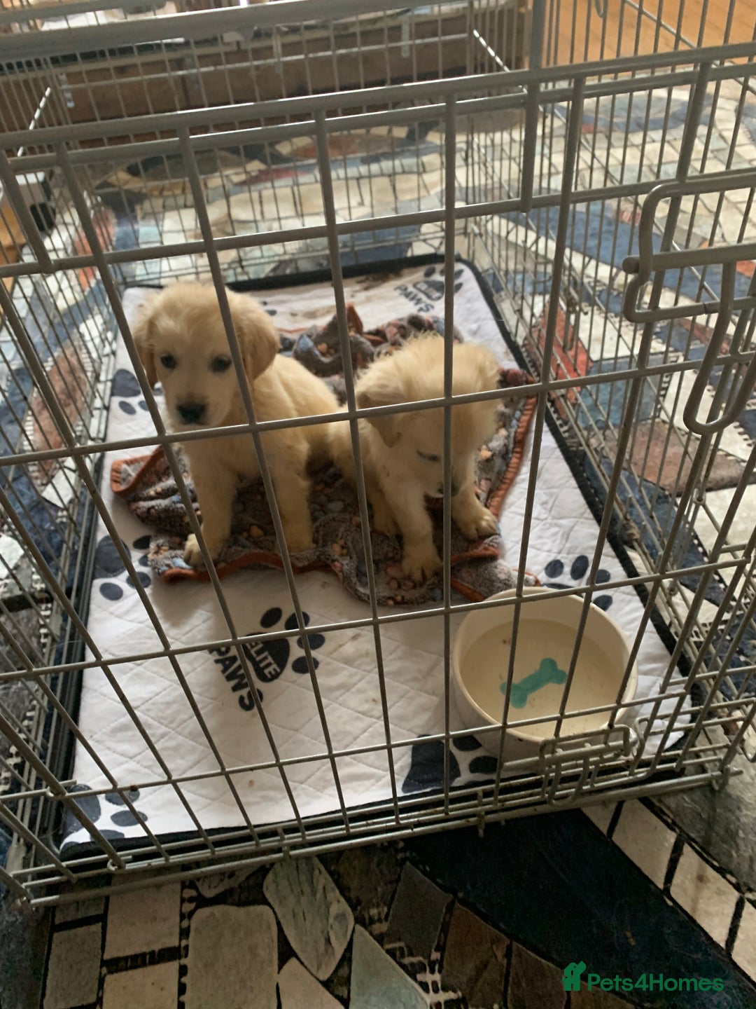 Golden Retriever dogs for sale: Golden Retrievers puppy for sale - Image 1