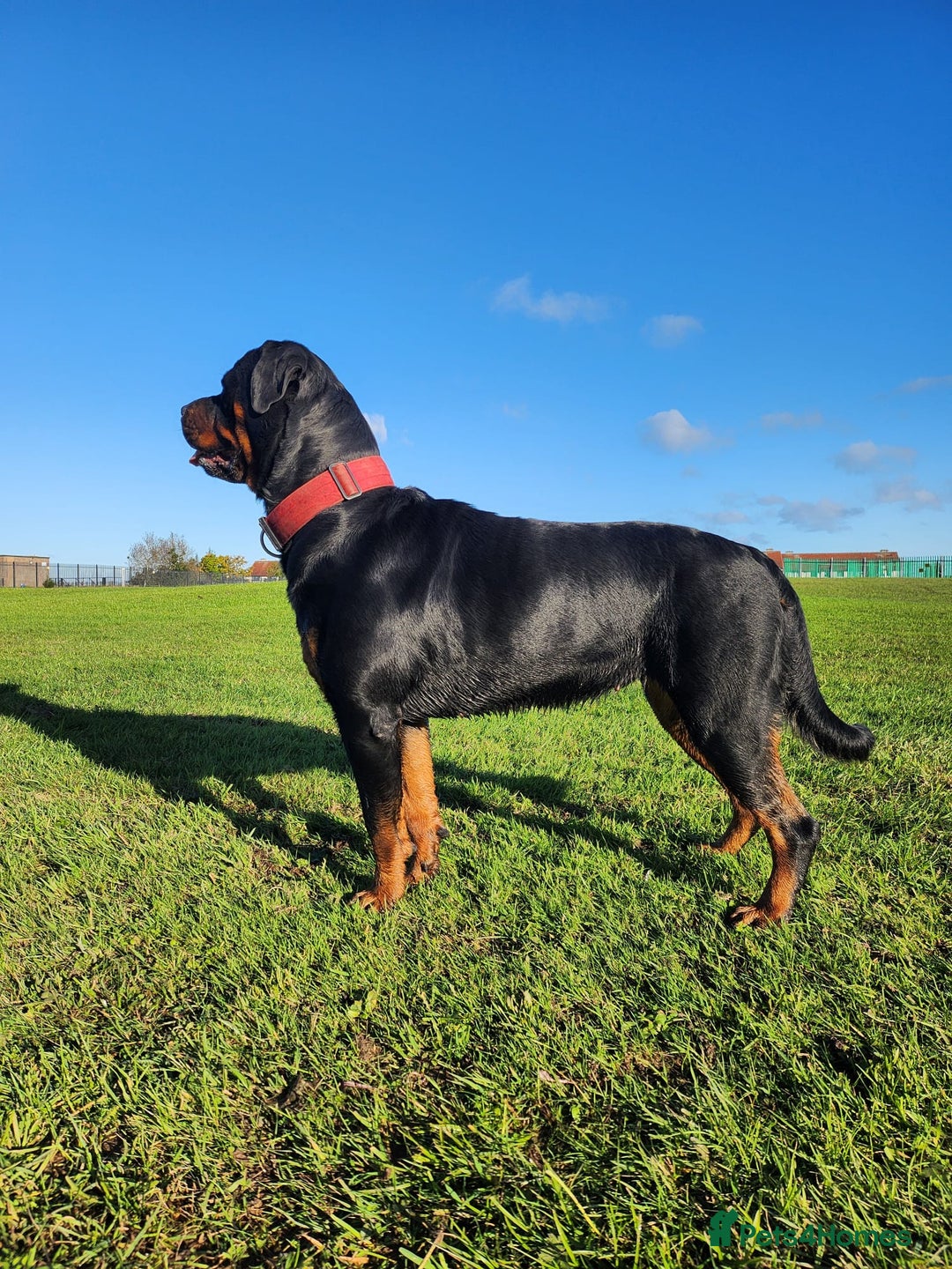 Rottweiler dogs for sale: KC chunky rottweiler puppies - Advert 3