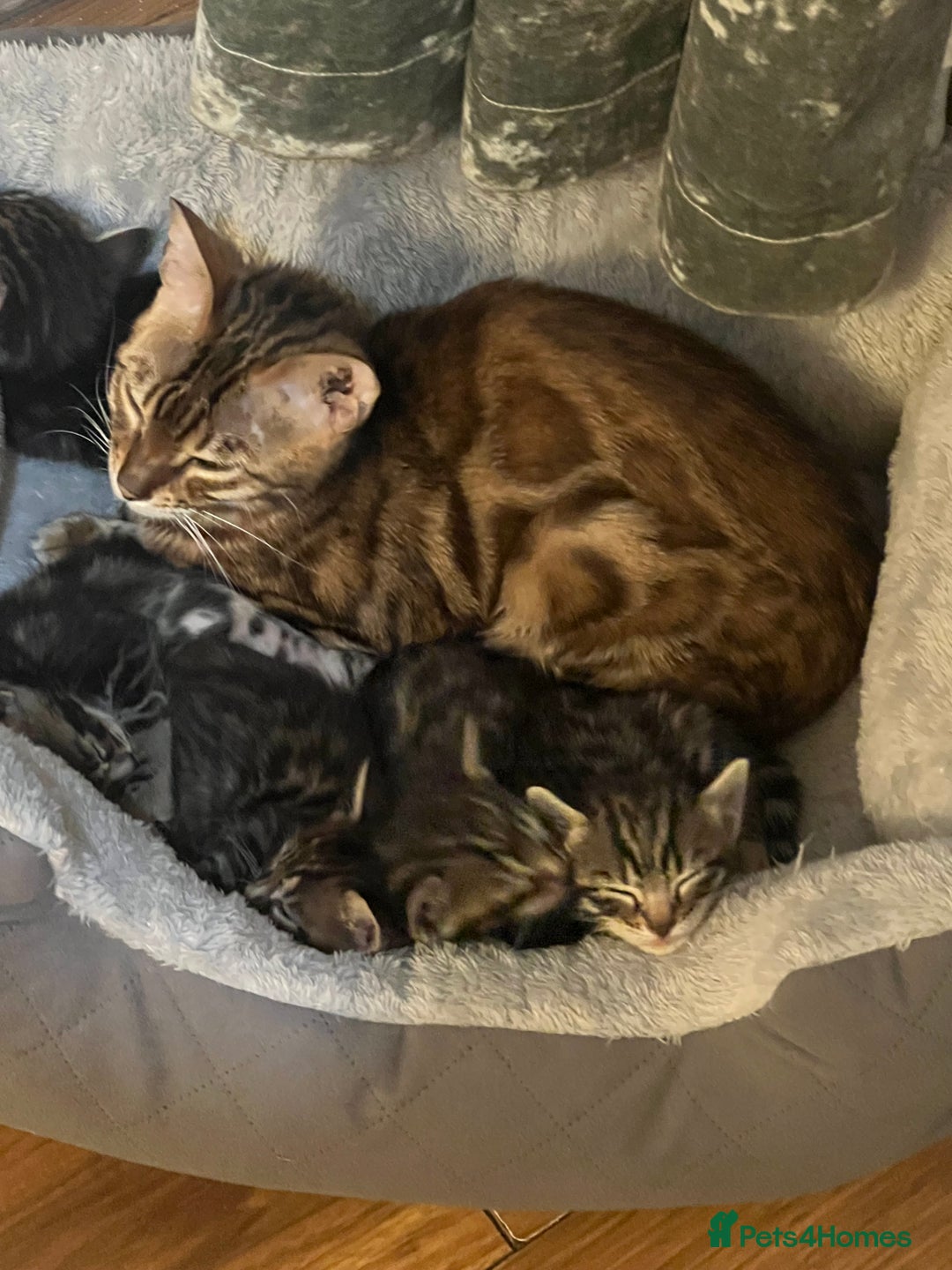 Mixed Breed cats for sale: HALF BENGAL KITTENS FOR SALE - Advert 1