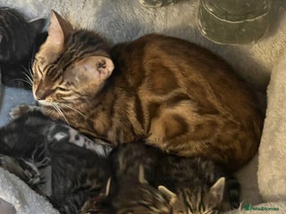 Mixed Breed cats HALF BENGAL KITTENS FOR SALE - Advert 1