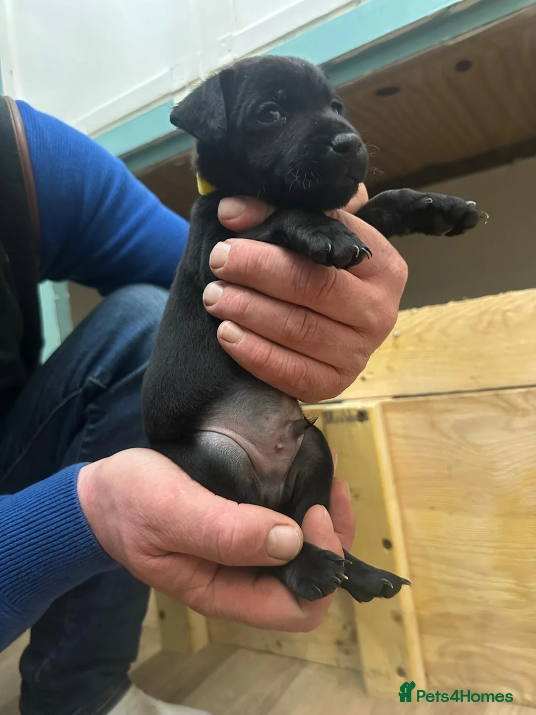 Patterdale Terrier dogs for sale: Docked Patterdale Black Puppies  - Advert 14