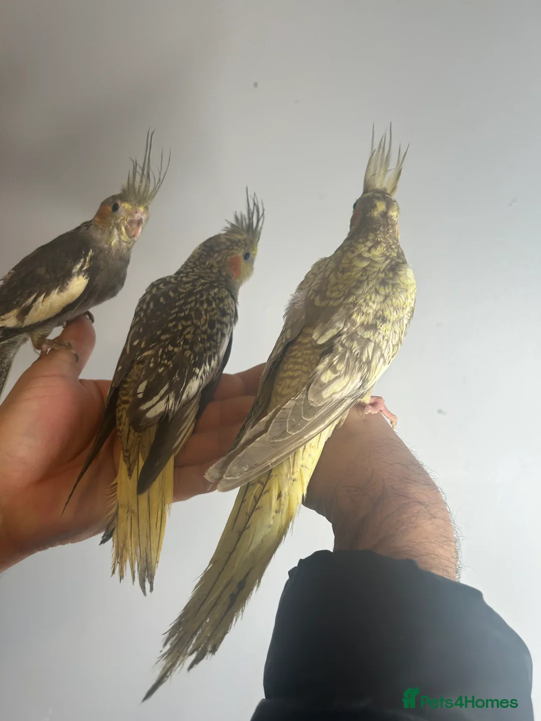 Cockatiels birds for sale: Hand Reared Stunning Baby Cockatiels  - Advert 5