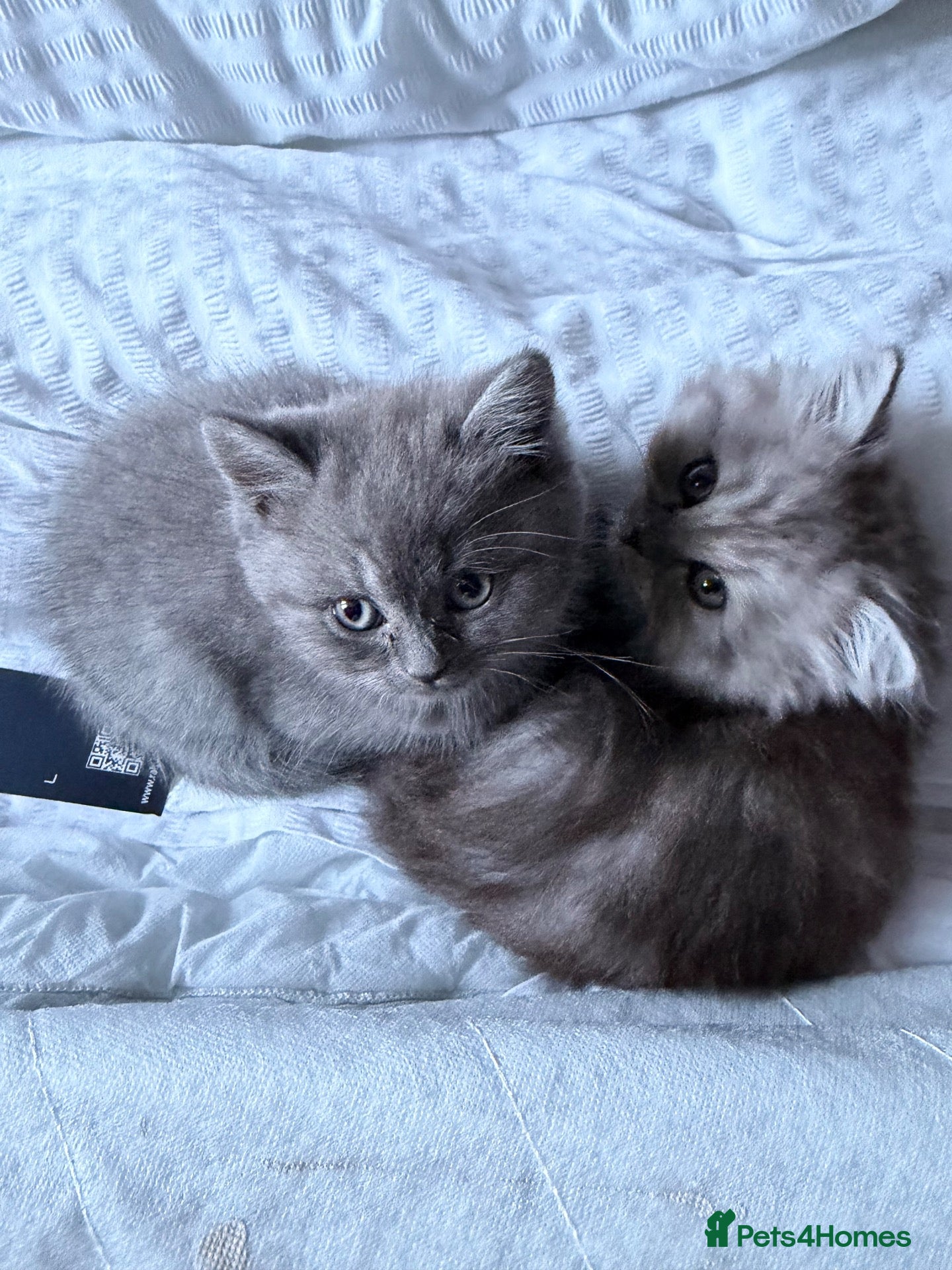 Persian cats British Persians LAST ONE  - Advert 15