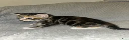 Mixed Breed cats for sale: Beautiful Domestic Shorthair Kittens  🐾 - Advert 3