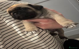 Mixed Breed dogs for sale: Pug X puppies for sale-  1 girl 1 boy - Image 13