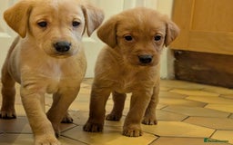 Labrador Retriever dogs for sale: Stunning litter of Labrador retriever pups  - Advert 7