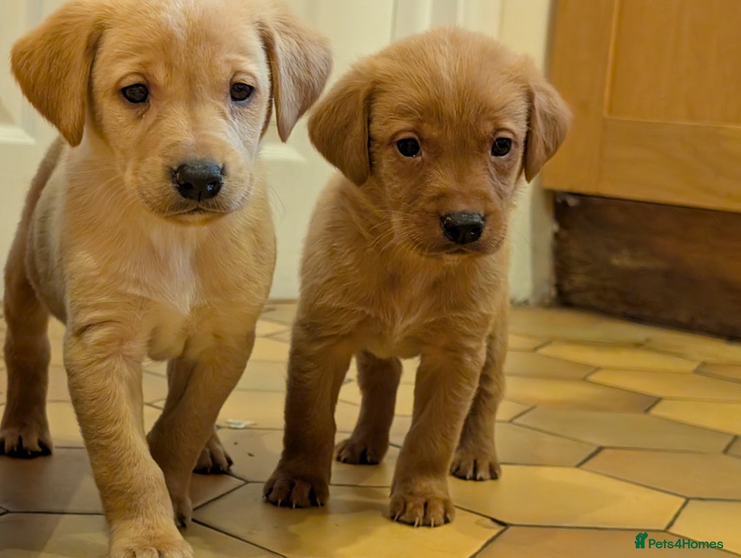 Labrador Retriever dogs for sale: Stunning litter of Labrador retriever pups  - Advert 7