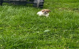 Mixed Breed dogs for sale: Jack Russell x Yorkies - Image 7