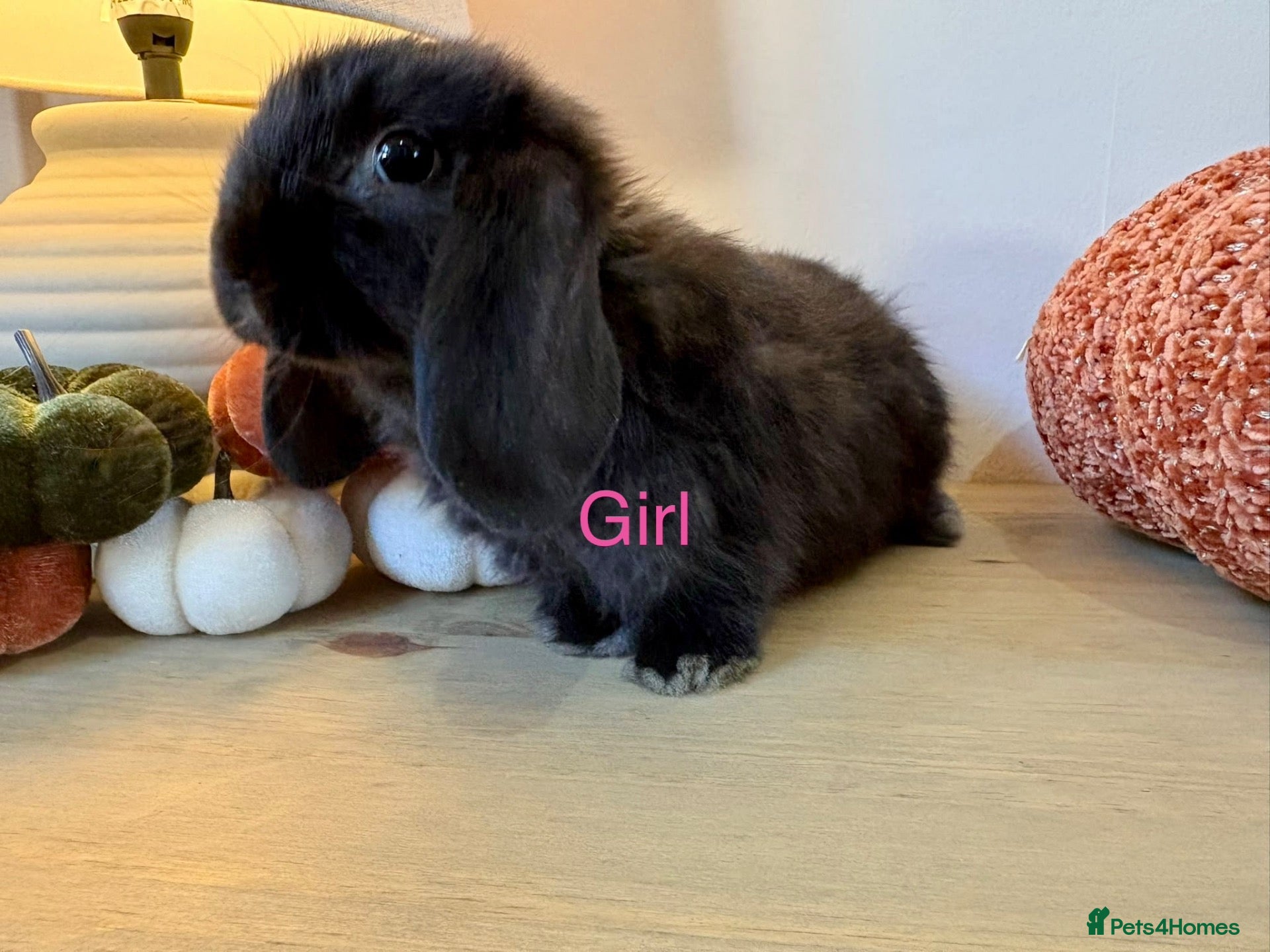 Mini Lop rabbits 7 week old Mini Lops - Advert 2