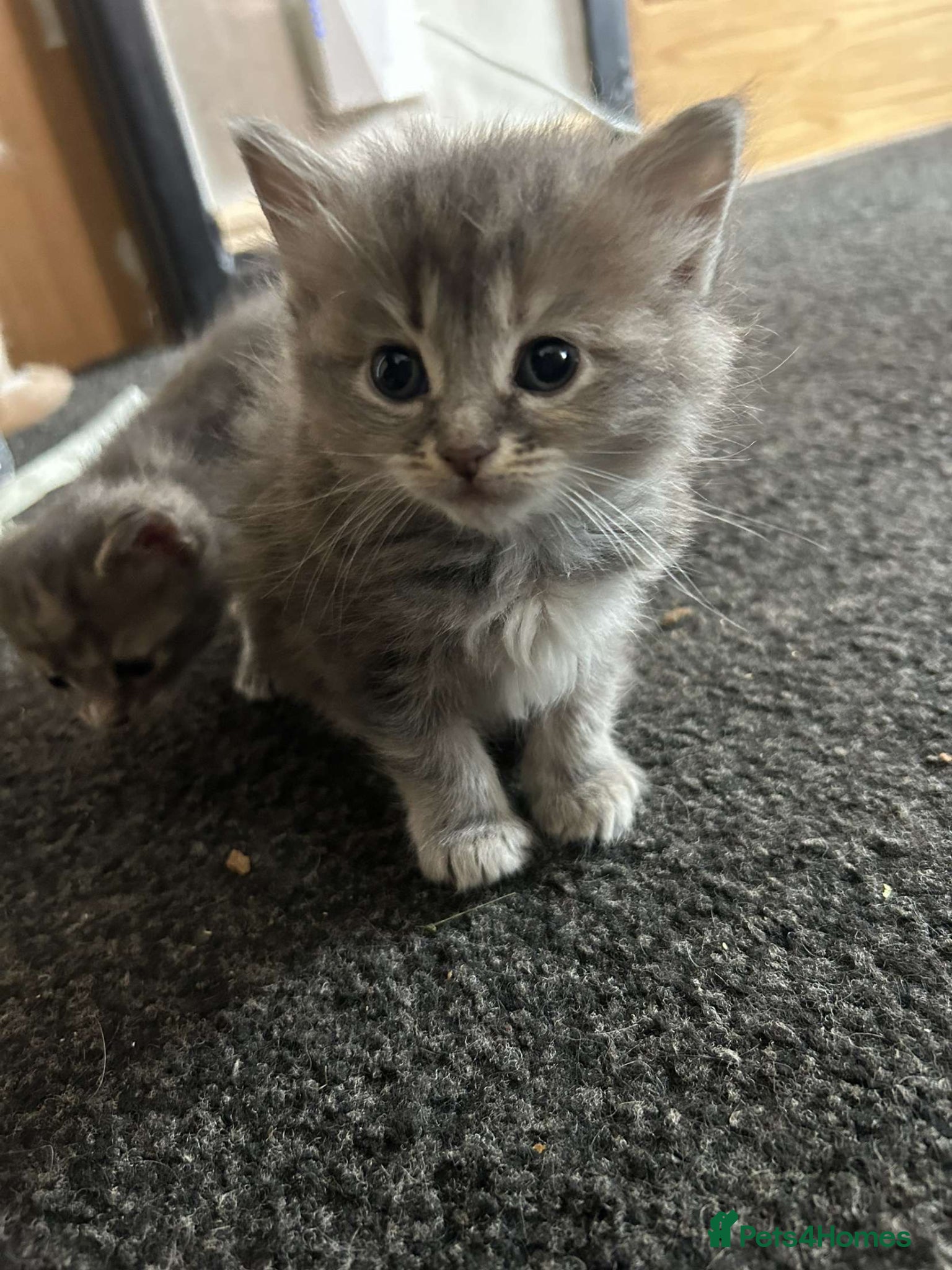 Mixed Breed Kitten 4