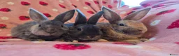 Rex rabbits for sale: Plush mini rex 8 weeks 3 left - Advert 2