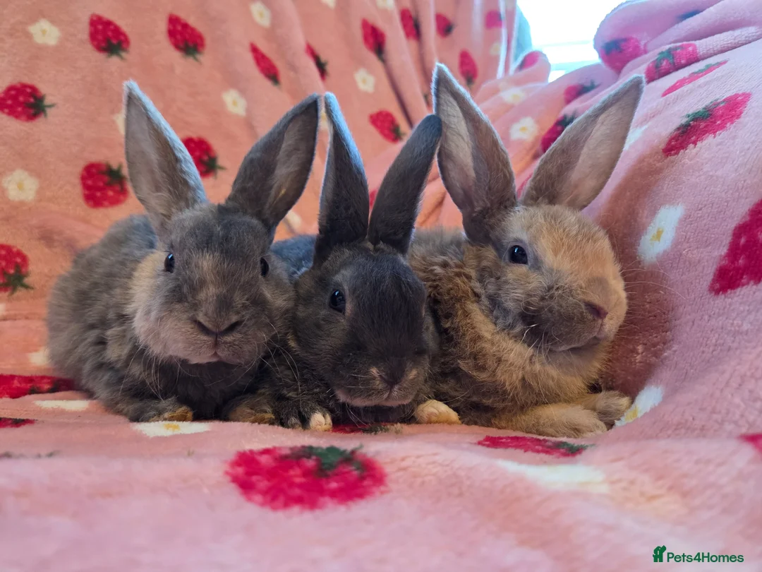 Rex rabbits for sale: Plush mini rex 8 weeks 3 left - Advert 2