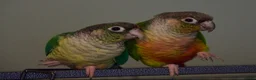 Conures birds for sale: Bonded pair of hand reared conures in Glasgow - Advert 4