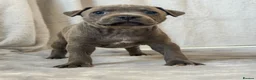 Staffordshire Bull Terrier dogs for sale: Stunning Staffordshire Bull Terriers! - Advert 4