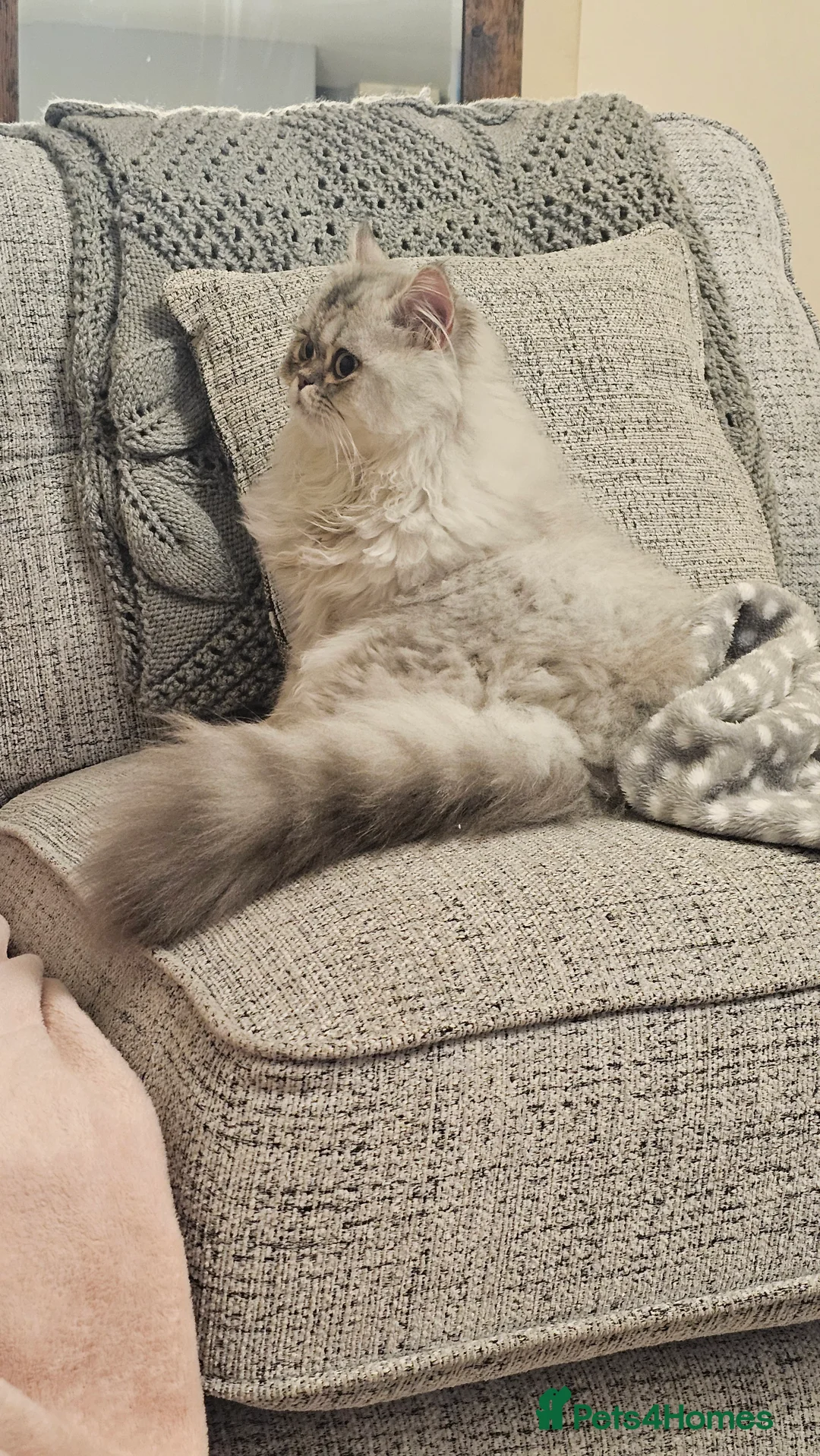 Persian cats for sale: Persian Chinchilla  - Advert 5