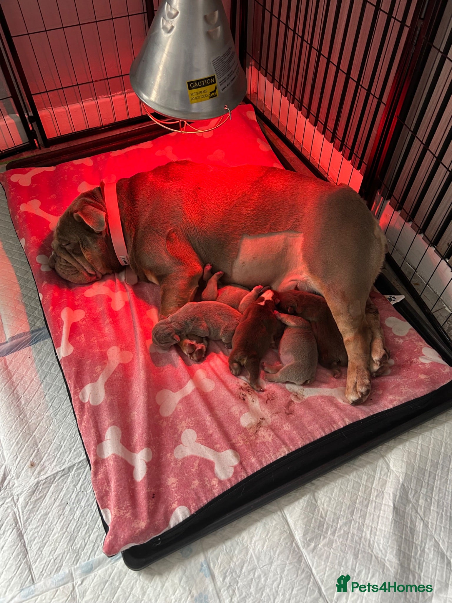 English Bulldog dogs Stunning English bulldog puppies  - Advert 8