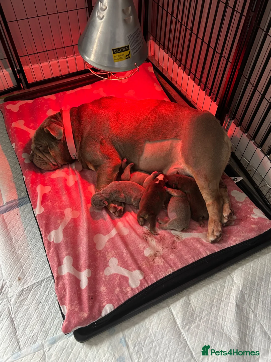 English Bulldog dogs for sale: Stunning English bulldog puppies  - Advert 2