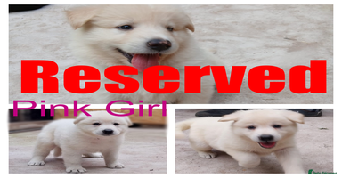 German Shepherd dogs - Advert 13