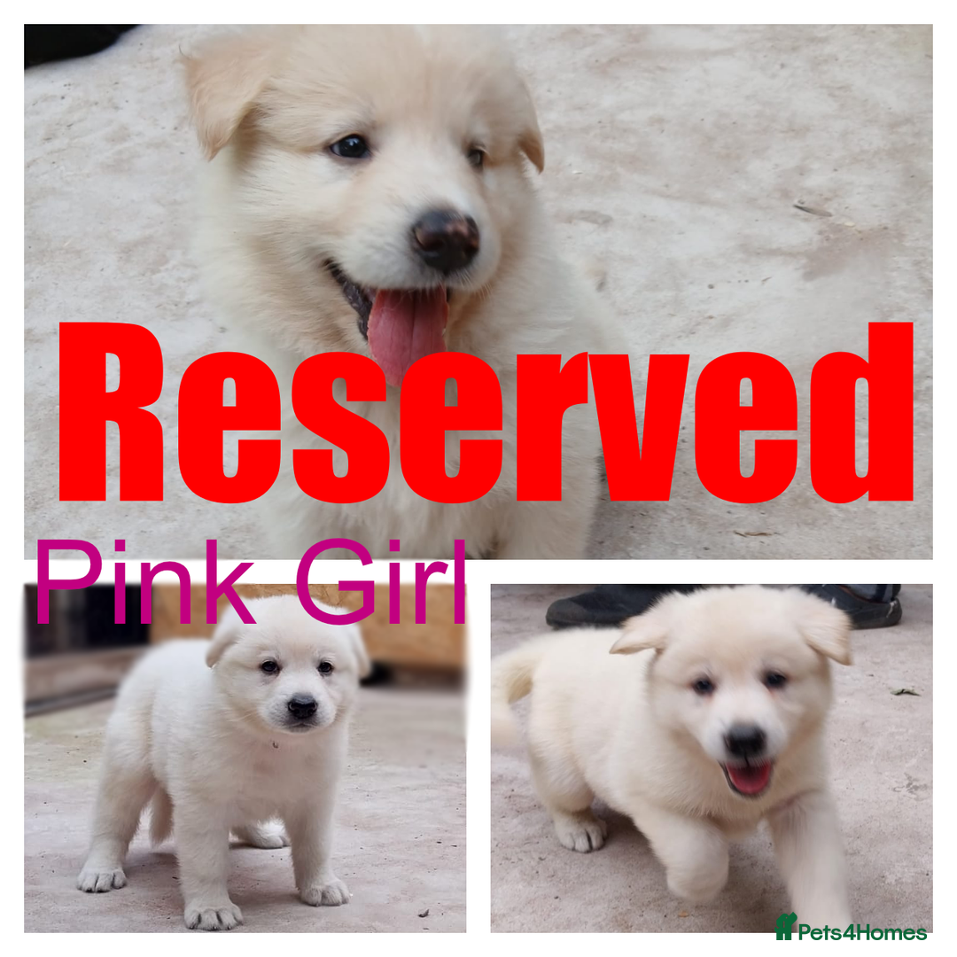 German Shepherd dogs for sale: Big Boned Chunky German Shepherd Puppies - Image 2