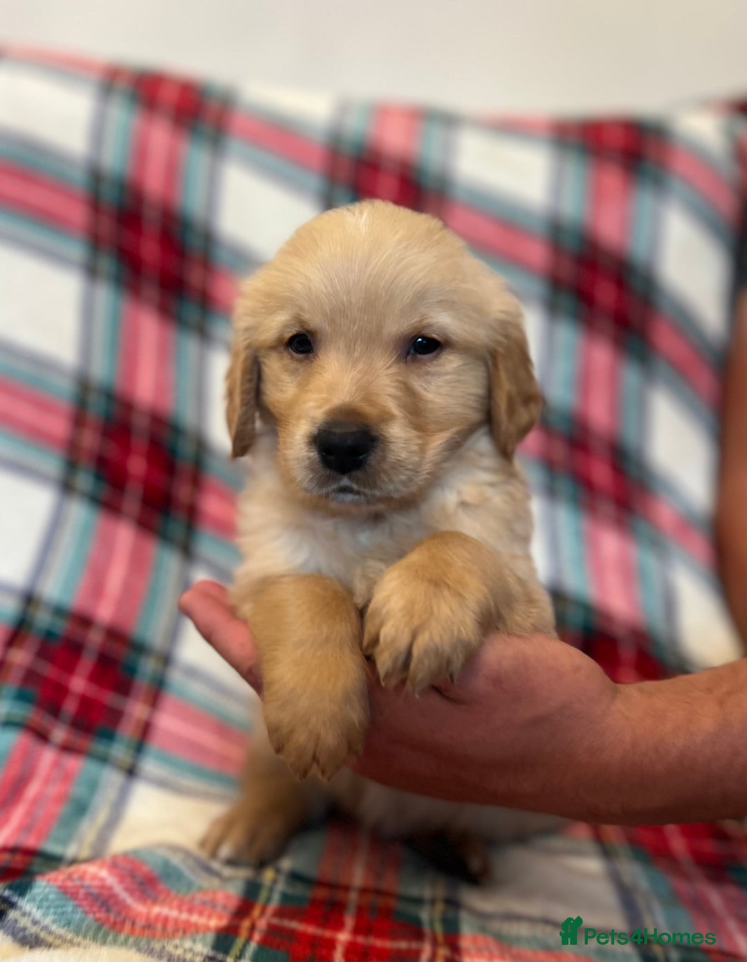 Golden Retriever dogs for sale: KC Registered Golden Retrievers  - Image 25