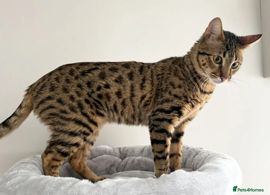 Savannah cats for sale: F5 SBT Savannah sisters Squealer, Shyler and Lily - Advert 19