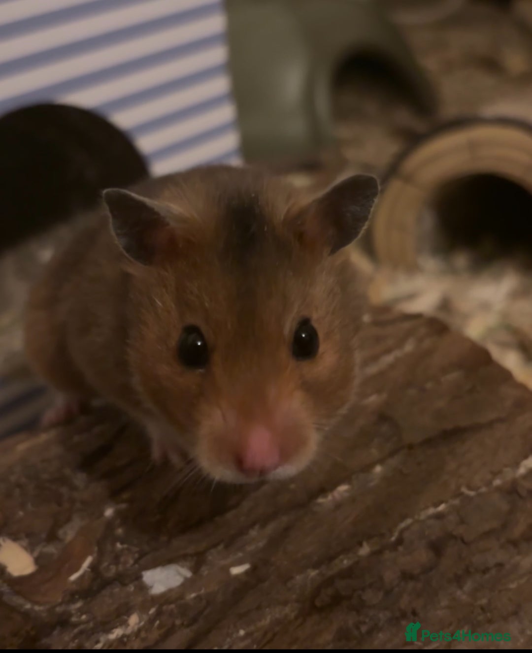 Hamster rodents for sale: Lilly - Advert 2