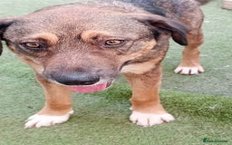 Mixed Breed dogs for adoption: Rufus – Fabulous and friendly 🩵 - Image 4