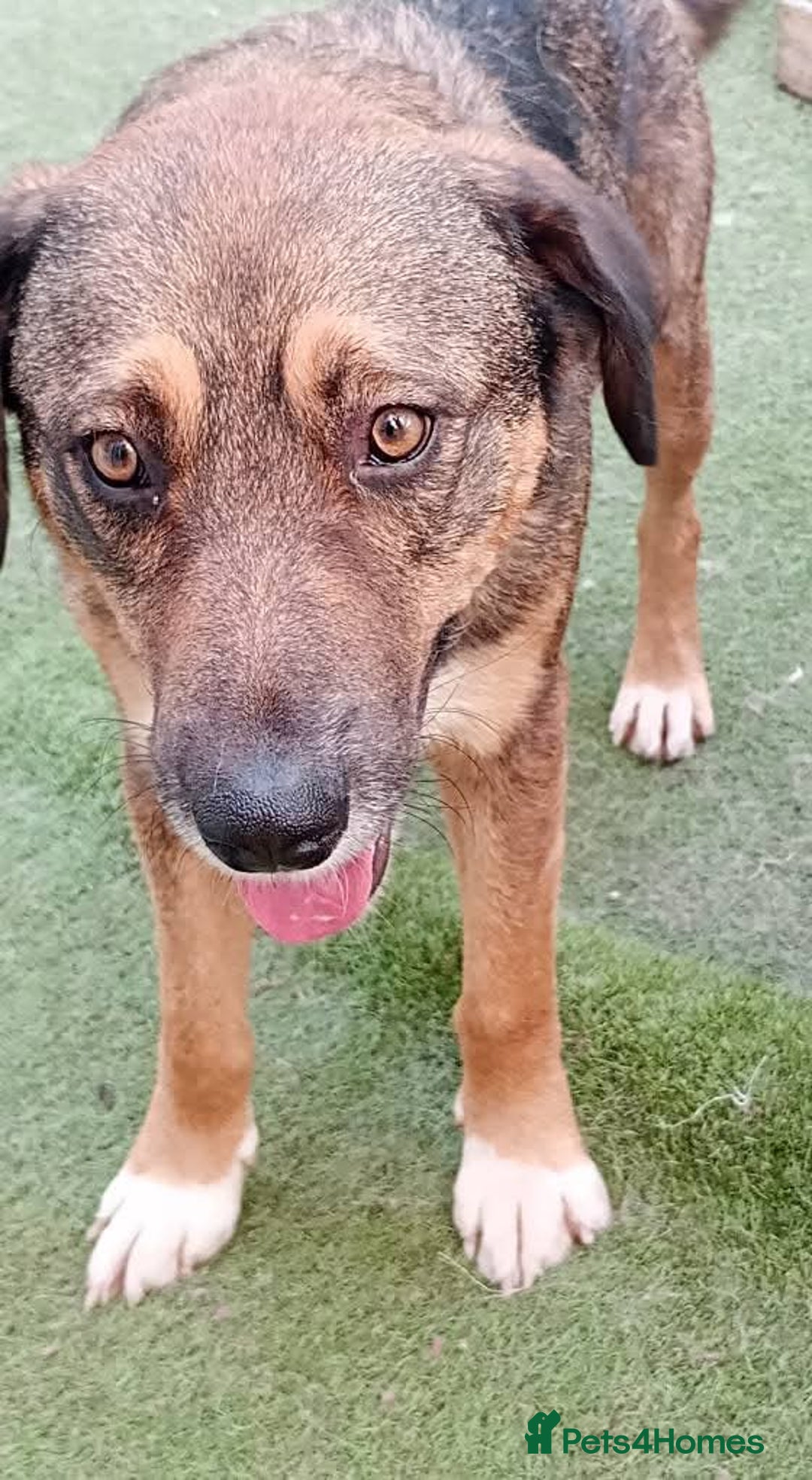 Mixed Breed dogs for adoption: Rufus – Fabulous and friendly 🩵 - Image 4