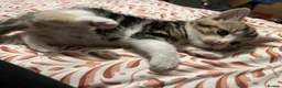 Mixed Breed cats for sale: Stunning Blue Eyed Tabby & Bengal Female Kitten - Advert 6