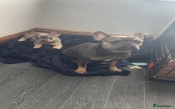 French Bulldog dogs for sale: 4 year old French bulldog - Image 6