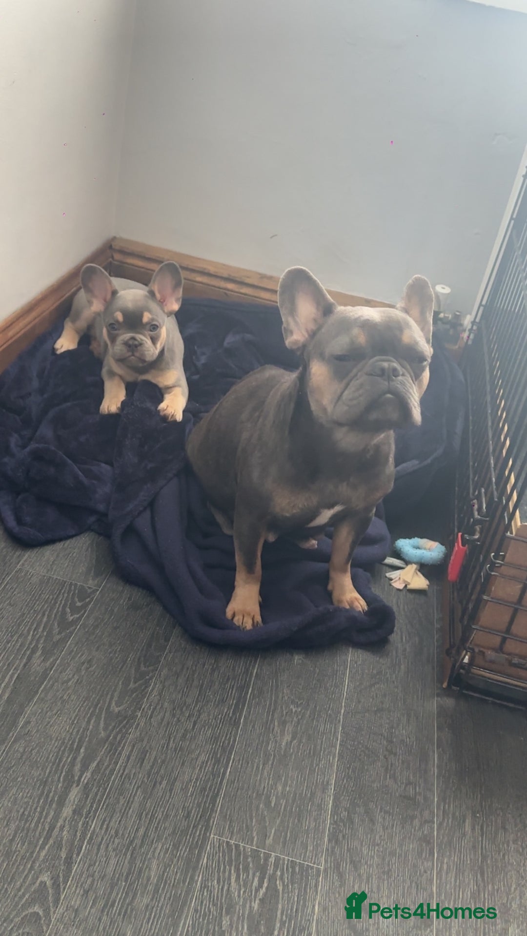 French Bulldog dogs for sale: 4 year old French bulldog - Image 6