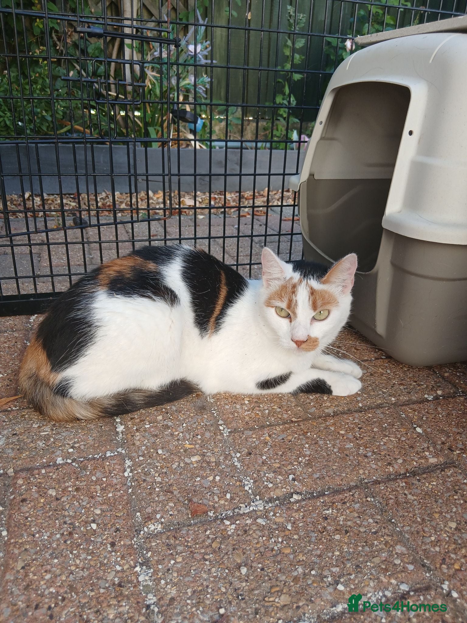 Domestic Shorthair cats 2 ex stray girls - Advert 17