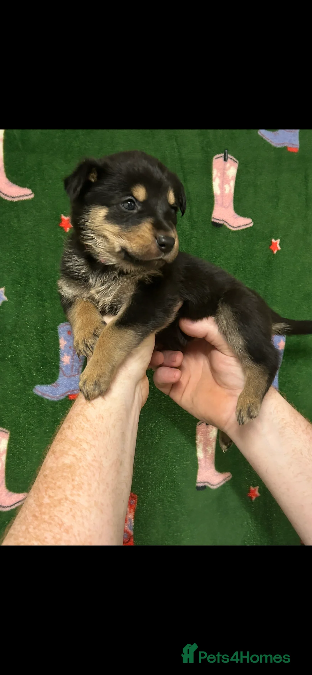 Mixed Breed dogs for sale: Swiss Shepherd Rottweiler  mix breed puppies - Advert 17